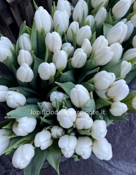 Tulipano bianco PROMO