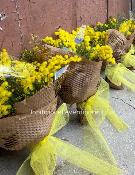 Set 3 mazzolini mimosa